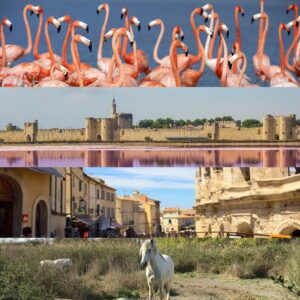 [:it]Camargue: what see[:in]CAMARGUE: WHAT TO SE[:]